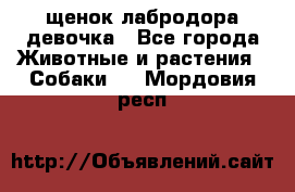щенок лабродора девочка - Все города Животные и растения » Собаки   . Мордовия респ.